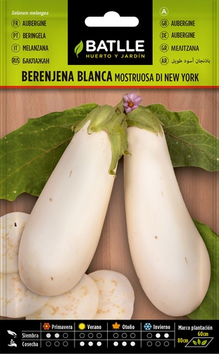 BERENJENA BLANCA MOSTRUOSA DI NEW YORK