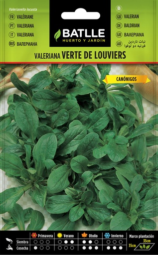 CANONIGOS (VALERIANA VERTE DE LOUVIERS)