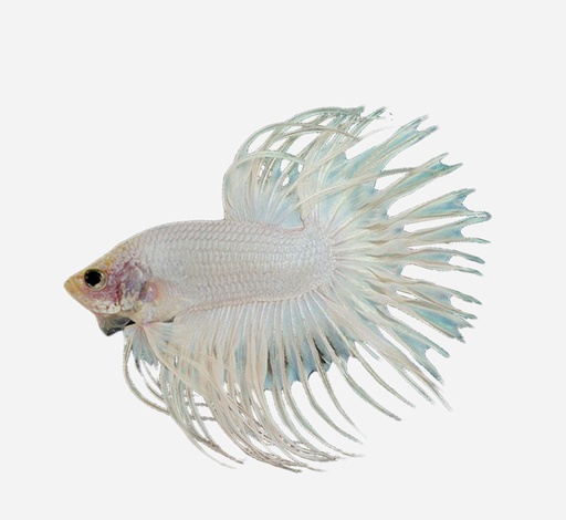 BETTA CORONA MACHO