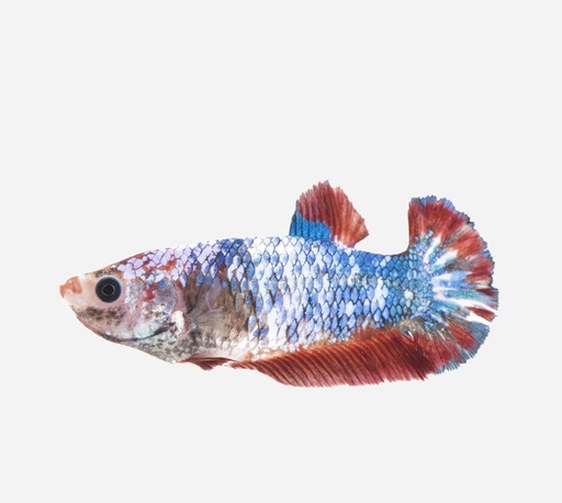 BETTA HEMBRA PLAKAT