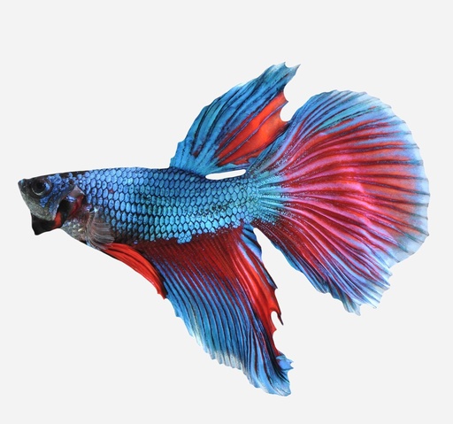 BETTA MACHO SURTIDO