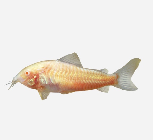 CORIDORA PIMIENTA ALBINA HQF