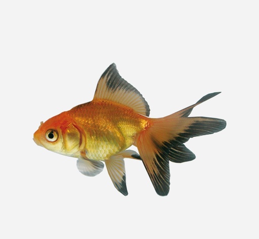 FANTAIL ROJO Y NEGRO