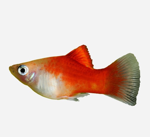 PLATY TOP ROJO