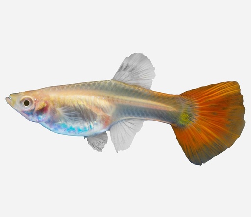 GUPPY HEMBRA ROJO
