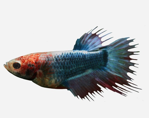 BETTA HEMBRA CORONA