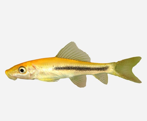 CHUPA ALGAS NEGRO-ORO