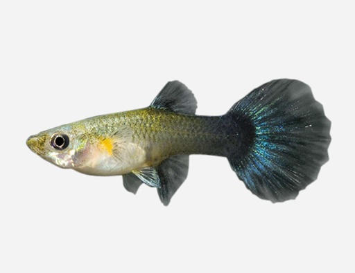 GUPPY HEMBRA AZUL TUXEDO