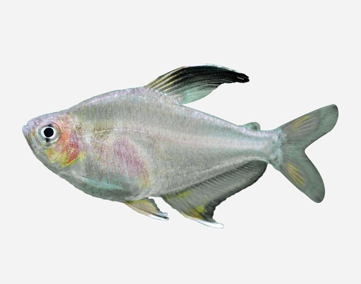 TETRA BENTOSI