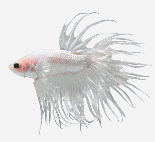 BETTA CORONA SELECTO