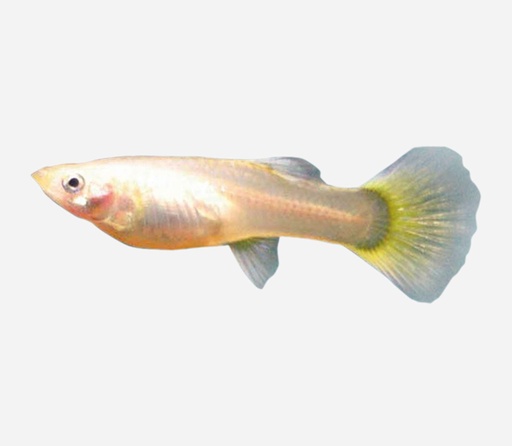 GUPPY HEMBRA AMARILLA