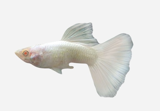 GUPPY MACHO BLANCO