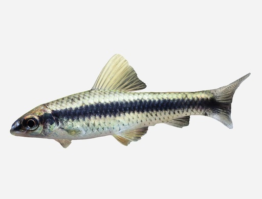 ZORRO VOLADOR SIAMES