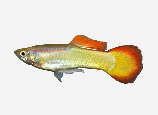 GUPPY MACHO AMANECER