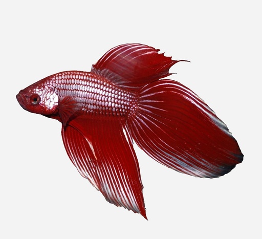 BETTA CAMBOYANO METALICO ROJO