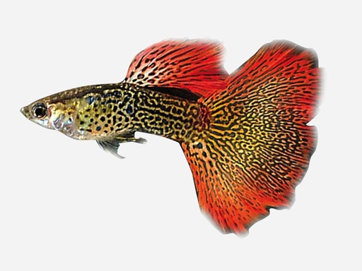 GUPPY MACHO COBRA ROJO