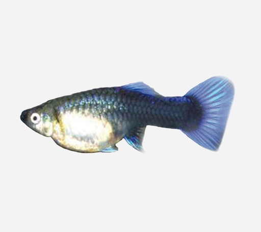 GUPPY HEMBRA COLA AZUL