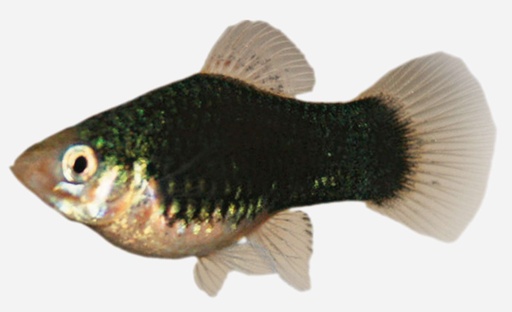 PLATY NEGRO