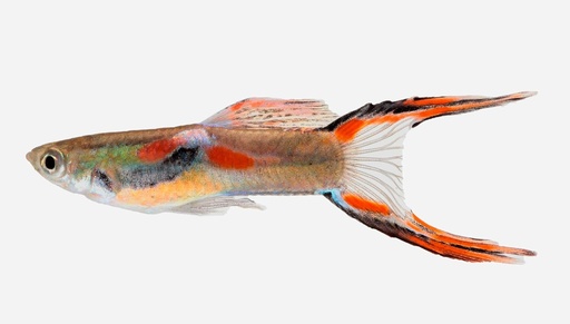 GUPPY ENDLER MACHO