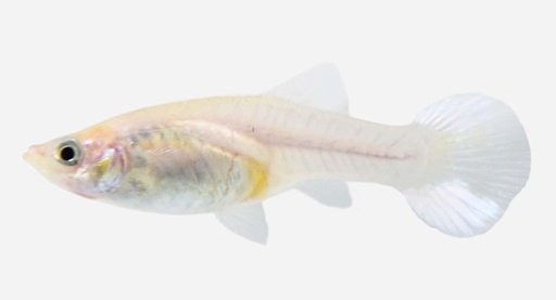 GUPPY HEMBRA VELVET BLANCA