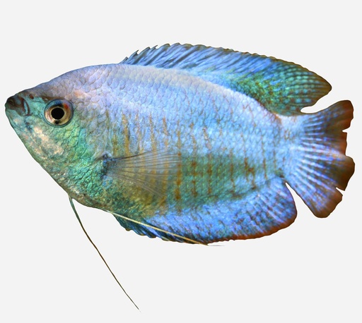 COLISA COBALTO MACHO