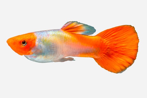 GUPPY MACHO BOINA ROJA