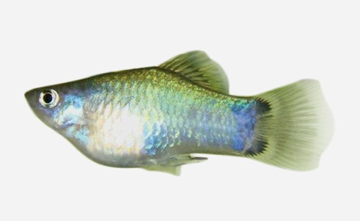 PLATY AZUL MICKEY