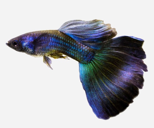 GUPPY MACHO AZUL MOSCU
