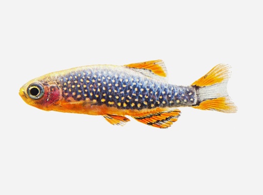 RASBORA GALAXY