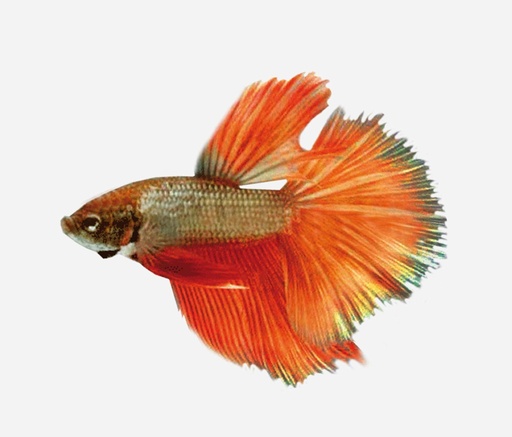 BETTA SUPERDELTA SURTIDO MACHO