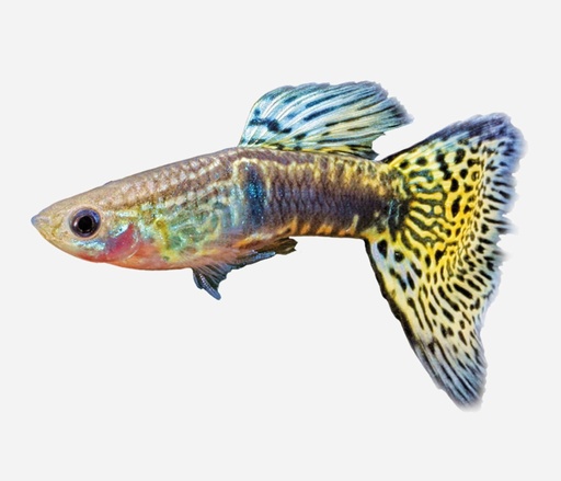 GUPPY MACHO PIEL SERPIENTE VERDE