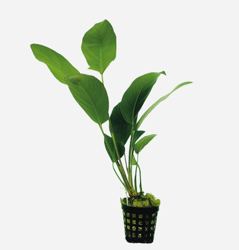 ANUBIA HASTIFOLIA 5 CMS