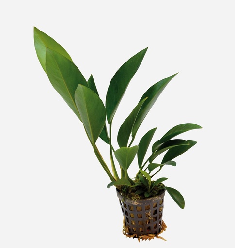 ANUBIA COGENSIS 5 CMS