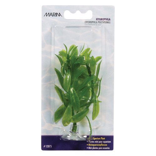 BLISTER PLANTA HYGROPHILA