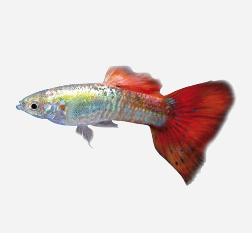 GUPPY MACHO PIEL SERPIENTE ROJO