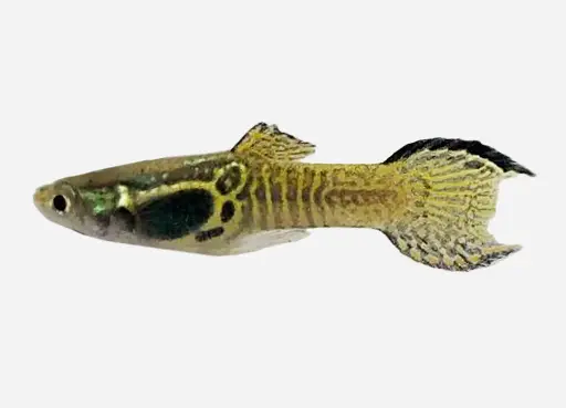 GUPPY MACHO ENDLER COBRA VERDE