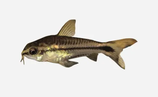 CORIDORA PIGMEA