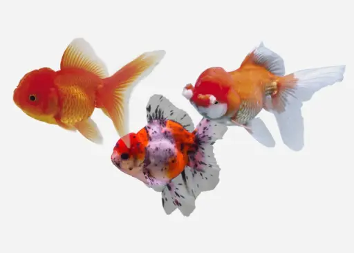 ORANDA