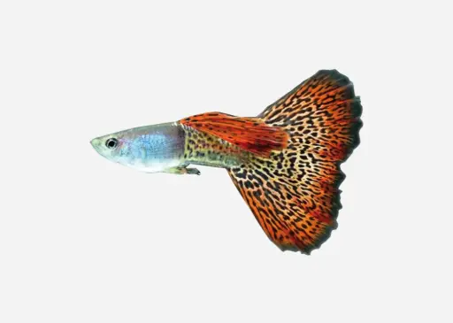 GUPPY MACHO COLA LEOPARDO