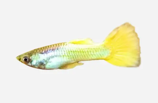 GUPPY MACHO AMARILLO NEON