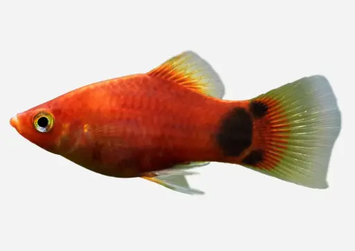 PLATY ROJO MICKEY