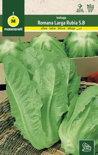 LECHUGA ROMANA