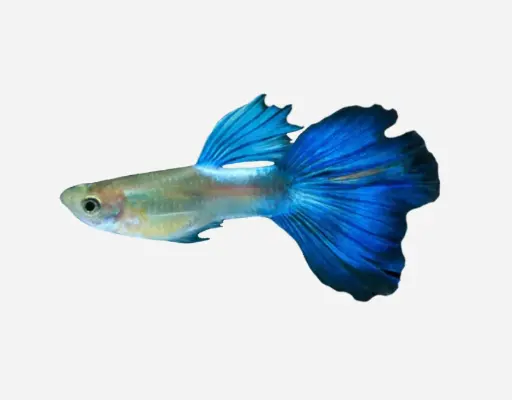 GUPPY MACHO NEON AZUL