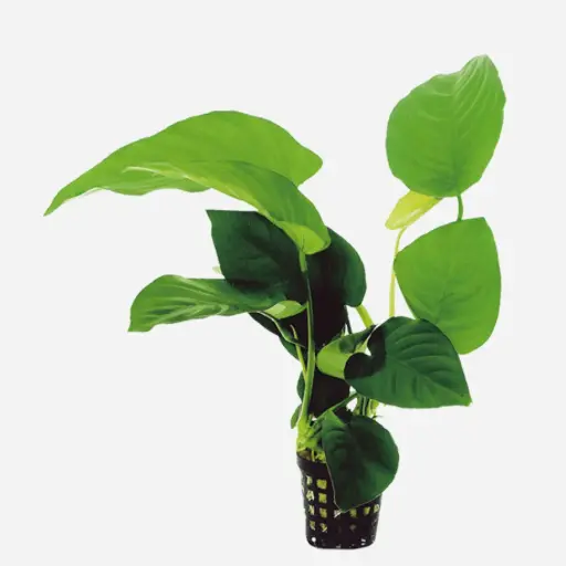 ANUBIA BARTERI HOJA ANCHA